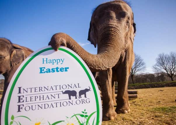 Woburn's elephants  are taking part in Elephant Appreciation Weekend over Easter in aid of the International Eelephant Foundation