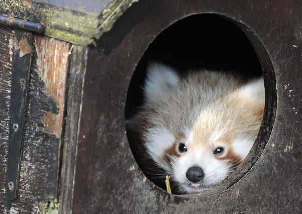 Baby red panda twins have emerged from their nesting boxes for the first time since being born in June. Photo: ZSL Whipsnade Zoo