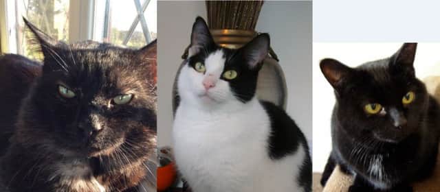 Pumpkin, Lucy and Fluffy are looking for new homes