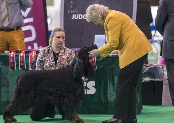 20160311 Copyright onEdition 2016 Â©
Free for editorial use image, please credit: onEdition

Picture shows Judge Sue Mitchell on the second day of Crufts 2016, at the NEC Birmingham. 

Crufts is the world's greatest dog show and this year will see around 22,000 healthy, happy dogs at the event, enjoying competing for the coveted 'Best in Show' title as well as the many other competitions that take place at the show, from Agility and Flyball to Eukanuba Friends for Life and Scruffts. Crufts 2016 runs from the 10th to the 13th March at the NEC, Birmingham.

Crufts is the perfect opportunity for dog lovers to find out even more about the range of schemes, activities and events that they can get involved in, to ensure that they and their dog have a long, healthy and fulfilling relationship from puppyhood, all the way through their lives!

For more information please contact the Press Office via: T: 020 7518 1008 / 1020
E: press.office@thekennelclub.org.uk

For additional images please visit: http://www.w-w-i.com/c