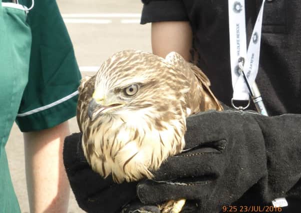 The injured buzzard that was flown to hospital by Leighton Buzzard pilot Graham Mountford