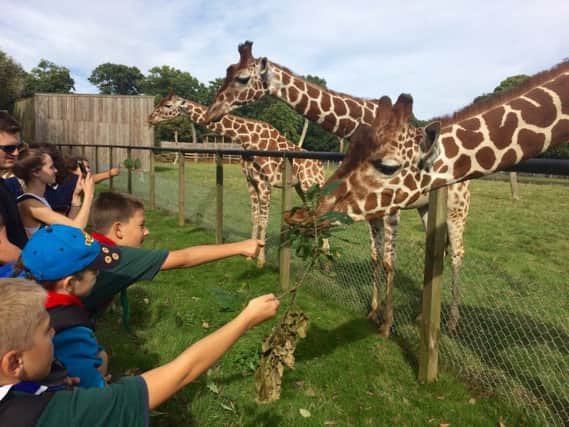 Luton scouts at Whipsnade Zoo