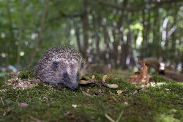 Rescued hedgehogs are returned to the wild at official hedgehog release site, Center Parcs Woburn Forest, after being nursed back to health at a local hedgehog hospital.  This Photo: A young hoglet has one final weigh-in to check heÃ¢Â¬"s healthy before being released to in to the wild.