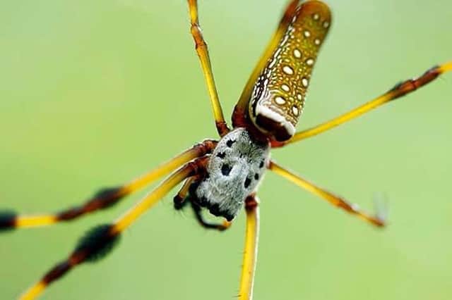 Brazilian wandering spider aka the Banana spider or Armed spider. Photo: Bananovyi_Pauk