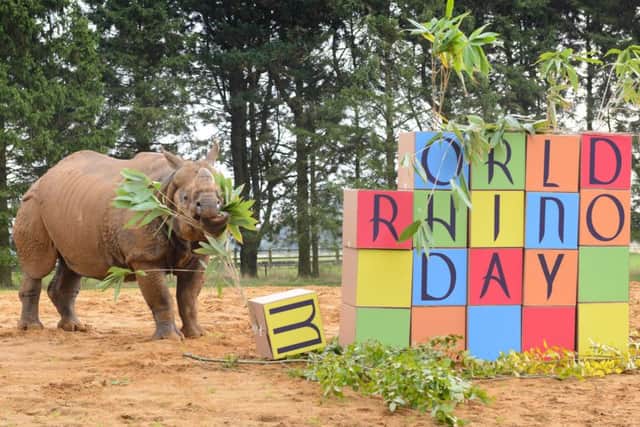 World Rhino Day at Whipsnade Zoo. Photo by Joanna Cross.