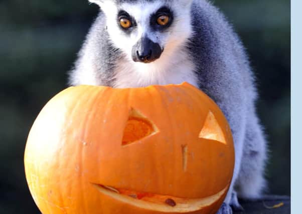 Whipsnade Zoos animals are tucking into Halloween-inspired treats this week as they join in with the spooky festivities.

 Billy the ring-tailed lemur and friends are being served up a breakfast of pumpkins stuffed with their favourite treat of sultanas