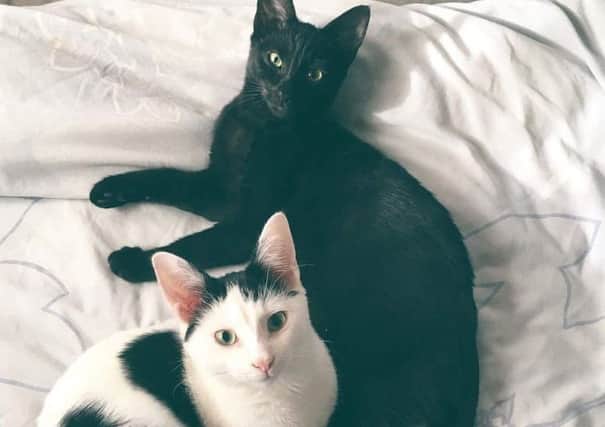 Bella (black cat) and Luther (black and white). vE-YnAAE_l7d8orkpBW3