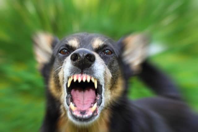 Dog attack (stock image)