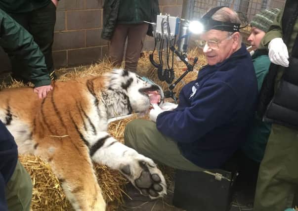 Out for the count: Woburn's rare Amur tiger Elton has vital dentistry