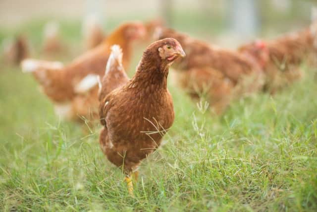 Free-range eggs become barn eggs following bird flu