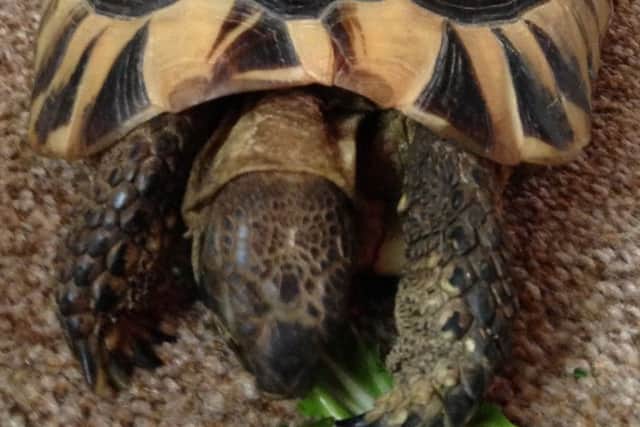 Toby tortoise