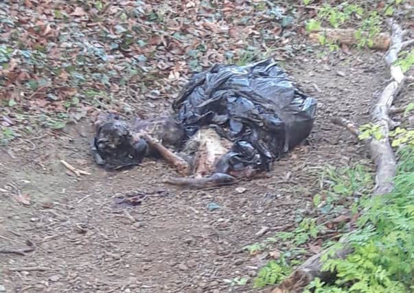The bag containing the deer's body parts