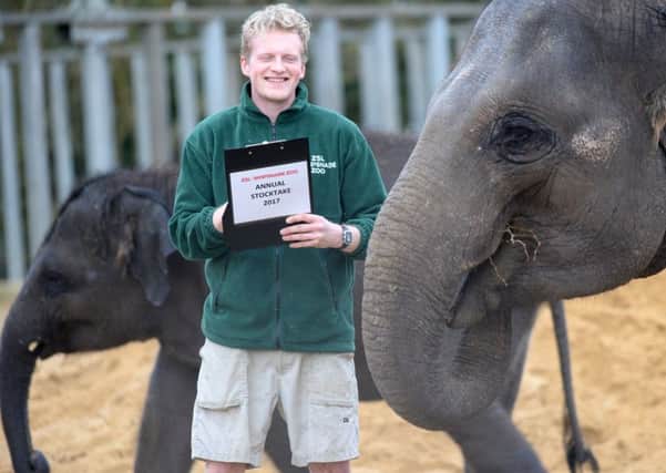 Elephants at Whipsnade Zoo with their keeper