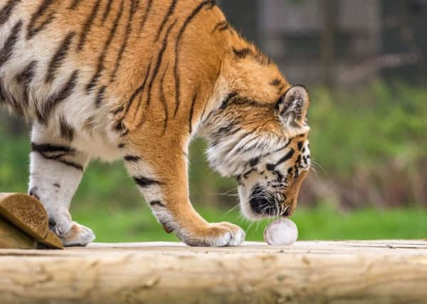 20-month old Amur tiger cub Milashki enjoys a blood iced lolly