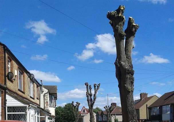 LBC said the lime trees will quickly grow back and the pollarding should ensure no further nuisance issues for a number of years.